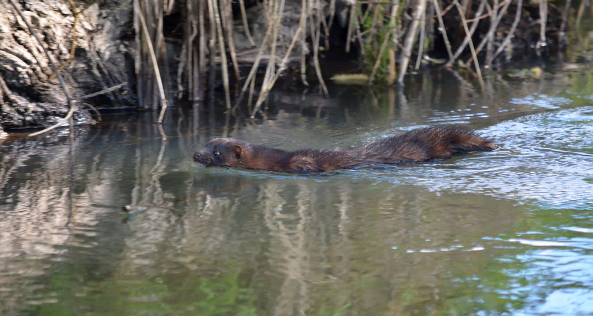 A recent announcement reveals how Ireland's using an innovative pilot project to fight against the invasive American mink.