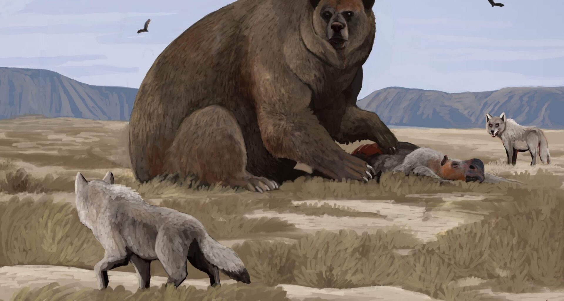 Standing up to 3,5 meters tall and weighing an estimated over 1,5 tons, Arctotherium angustidens made history as the largest bear ever recorded in the world.