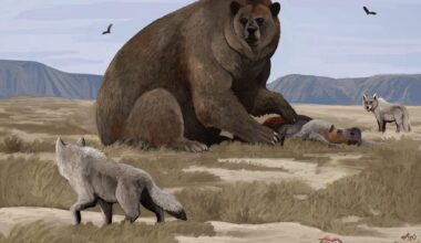 Standing up to 3,5 meters tall and weighing an estimated over 1,5 tons, Arctotherium angustidens made history as the largest bear ever recorded in the world.