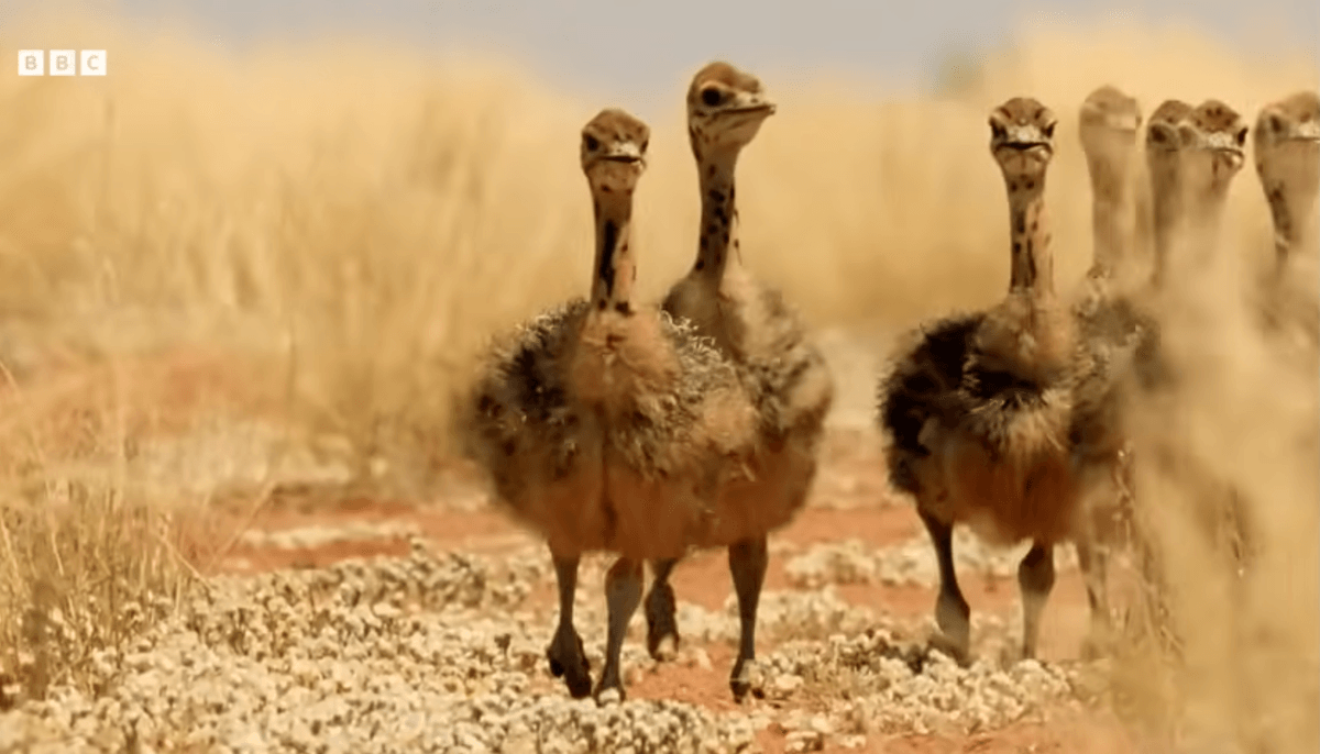 Watch agonising BBC footage of baby ostriches making a perilous journey for water and survival in the soaring heat of the Kalahari Desert