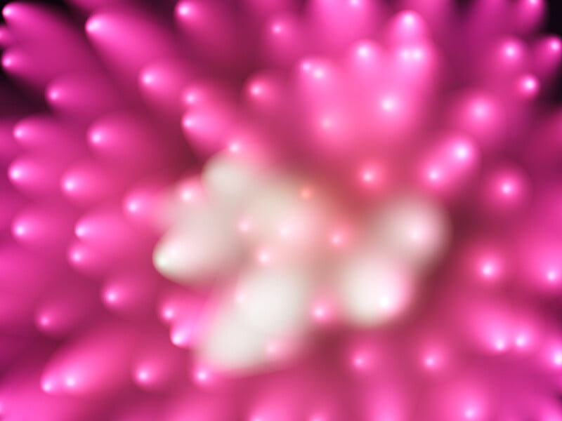Abstract image featuring soft, blurred shapes radiating outward in shades of pink and white, resembling glowing petals or spikes on a flower, with a luminous center.