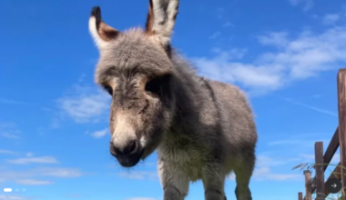 Donegal Donkey Sanctuary launches Baby Rose’s Christmas Treat Appeal