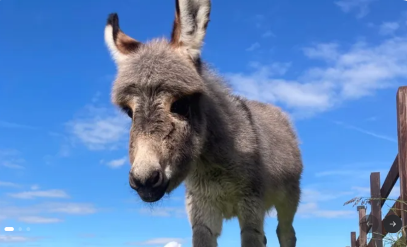 Donegal Donkey Sanctuary launches Baby Rose’s Christmas Treat Appeal