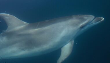 Bottlenose dolphin