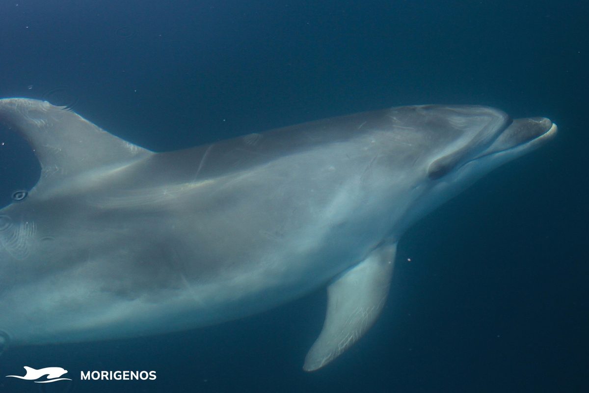 Bottlenose dolphin
