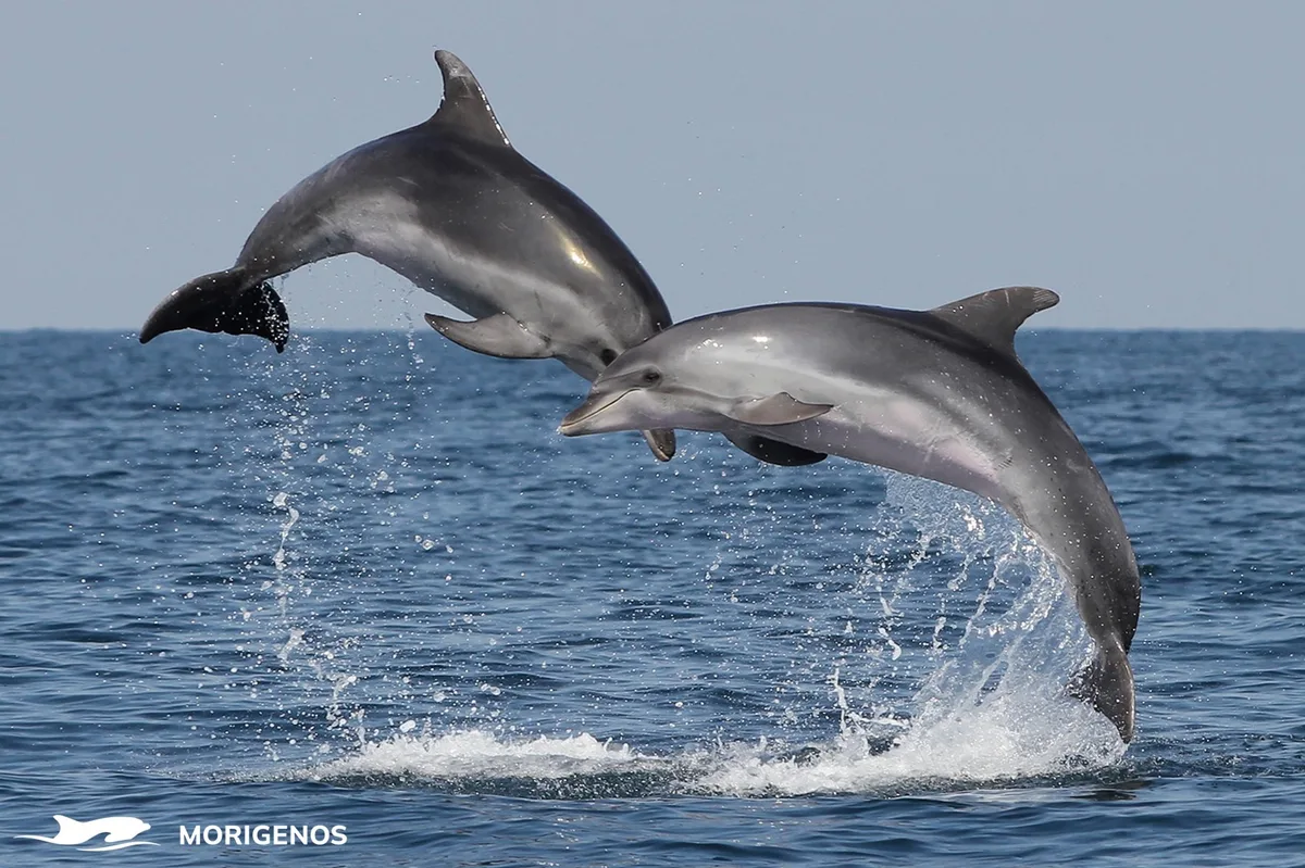 Bottlenose dolphins