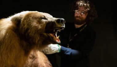 Brownbear-TurloughPark20