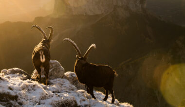 France’s largest rewilding project