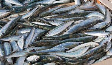 Anger in coastal Cork community over slashing of Irish fishing quota – ‘the EU is shafting us’