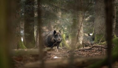 California Hunters Stunned After Finding Wild Pigs With Neon Blue Fat – Here's What It Means