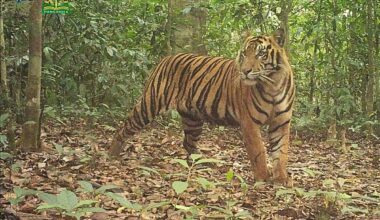 Camera trap captures tiger in the Leuser Ecosystem