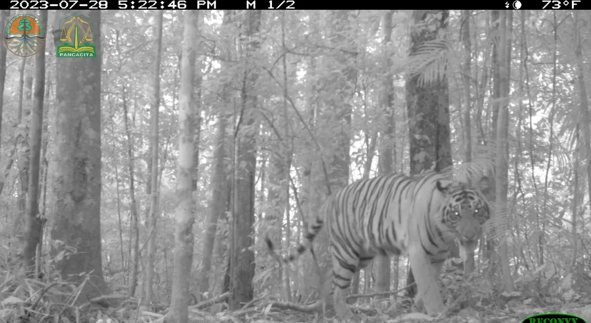 Camera trap snapshot of tiger in the Leuser Ecosystem