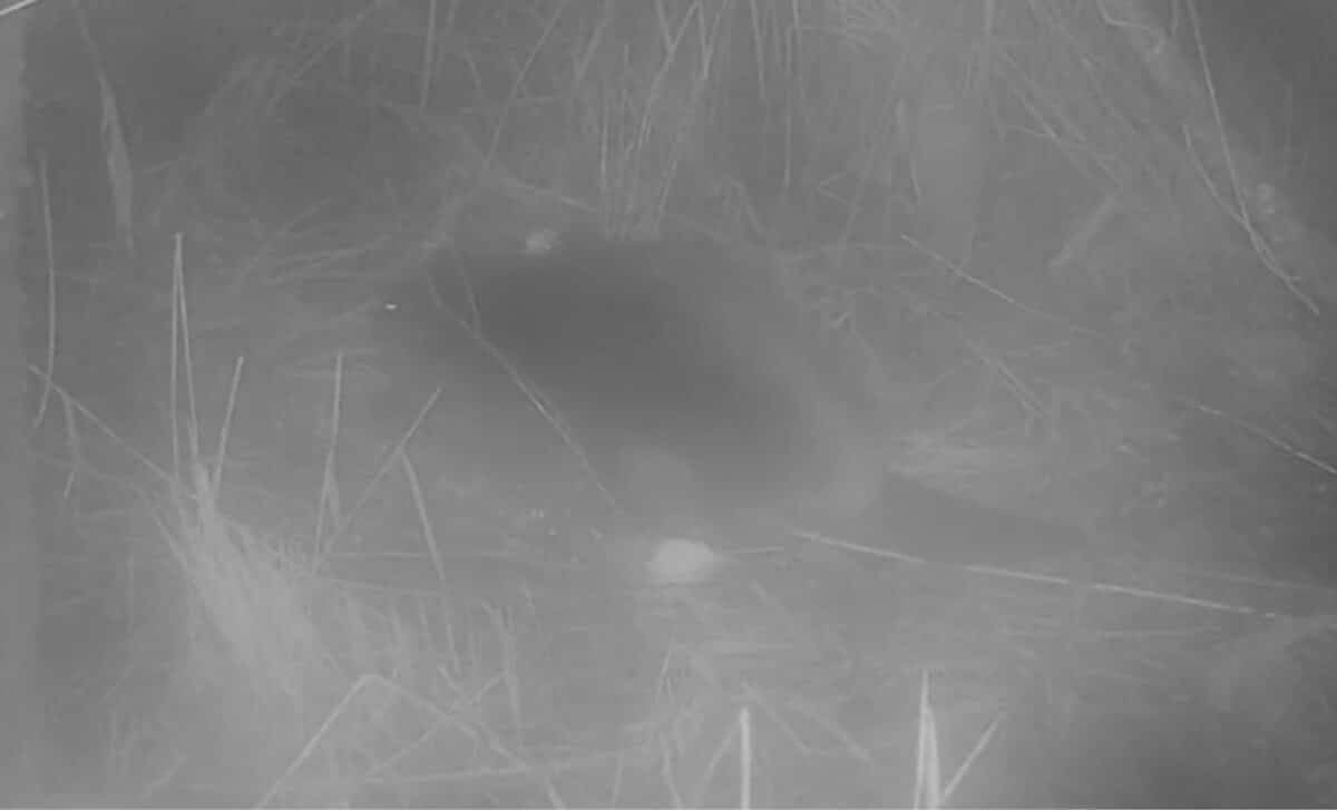 Cameras Capture Lone Creature Collecting Materials For Its Lodge In Riverside Nature Reserve