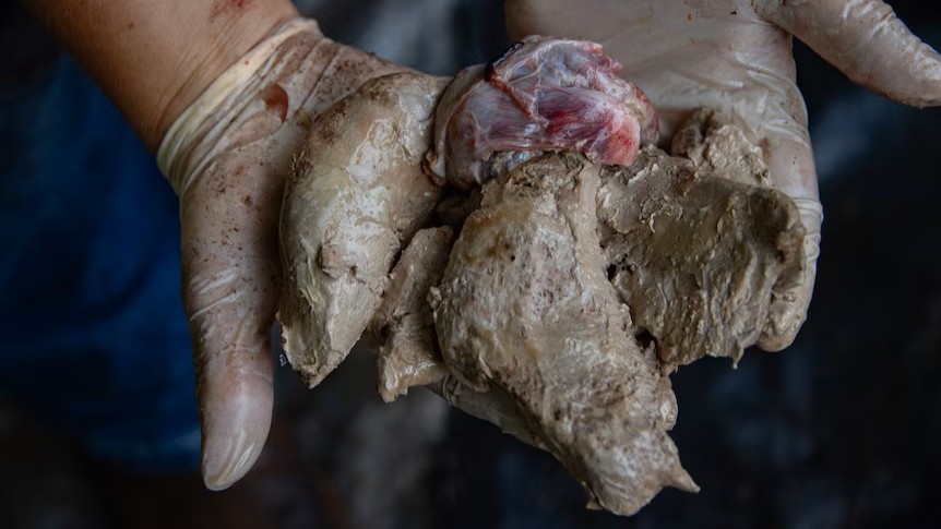 The fibrosis of Cassius the crocodile in a close up image.