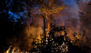 Exclusive: Soy trading firms to abandon Amazon protection pact in Brazil