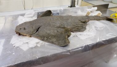 From common to rare in 60 years, Ireland’s angel sharks need a guardian angel of their own – The Irish Times