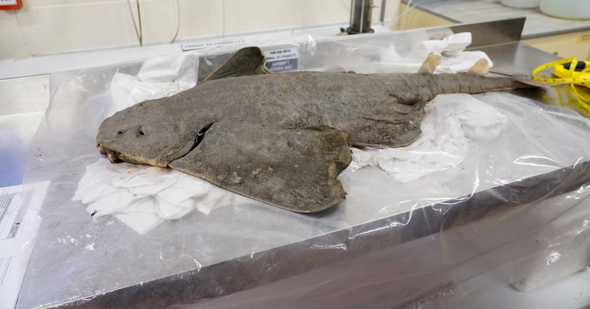 From common to rare in 60 years, Ireland’s angel sharks need a guardian angel of their own – The Irish Times