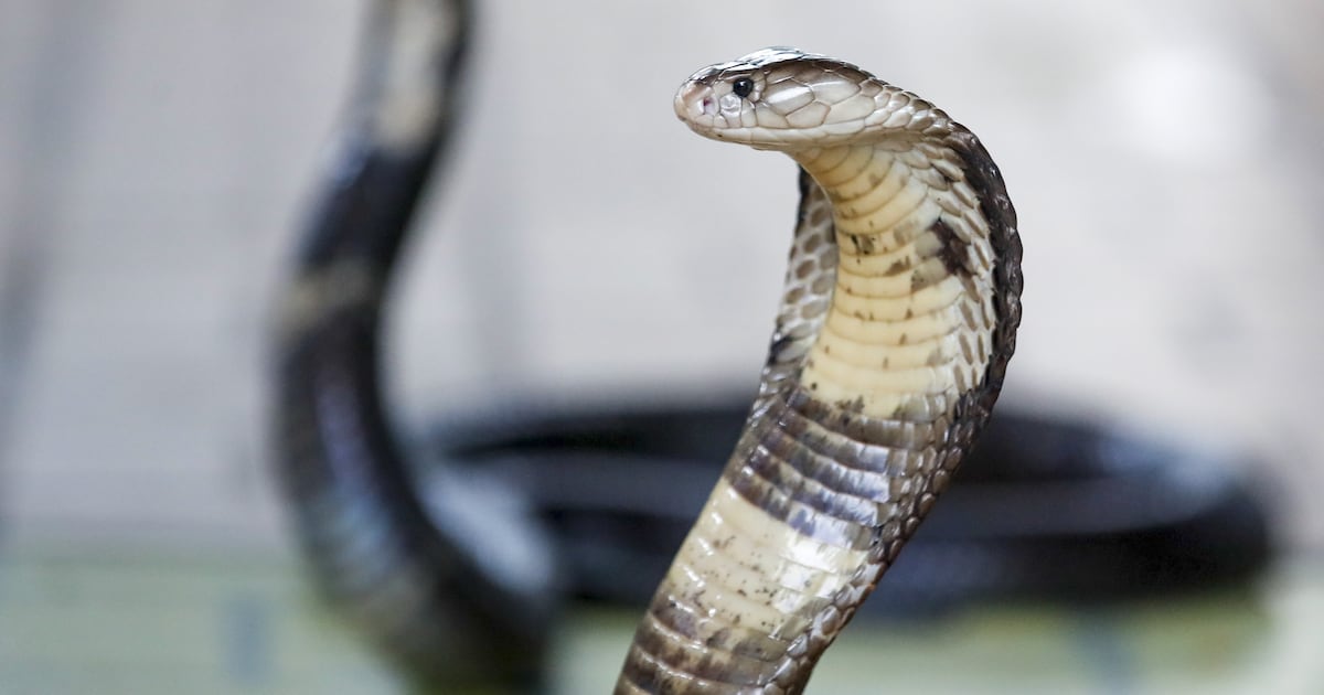 Two highly venomous snakes found by landlord after tenant left country – The Irish Times