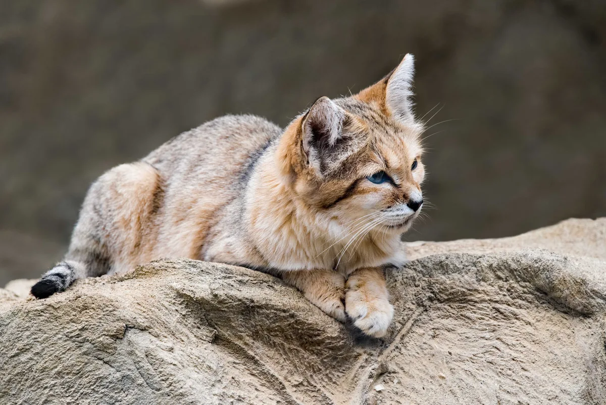 Sand cat