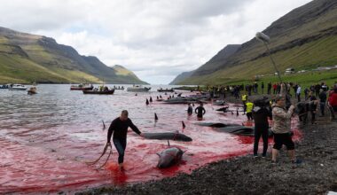Unprecedented animal abuse case halts Faroe Islands' Grindadráp