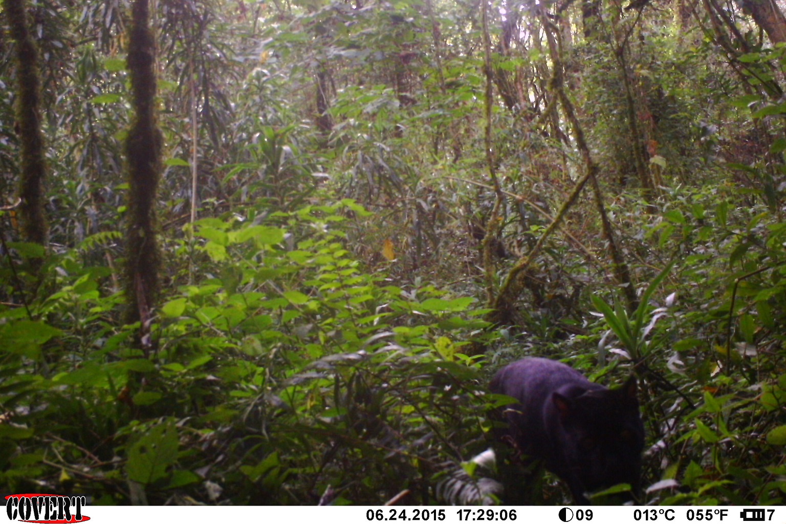 An African golden cat photographed by a camera trap in Echuya Forest Reserve in 2015.