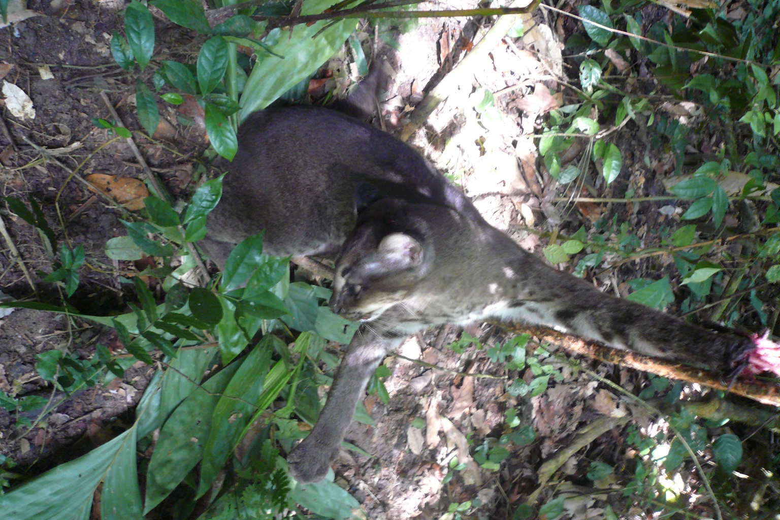 An African golden cat with its left front paw caught in a snare. Snaring can deplete forests of prey and also catch African golden cats. It’s hoped the new national park designation, along with its community livelihood and income support programs, will reduce hunting pressure and other threats in Echuya.