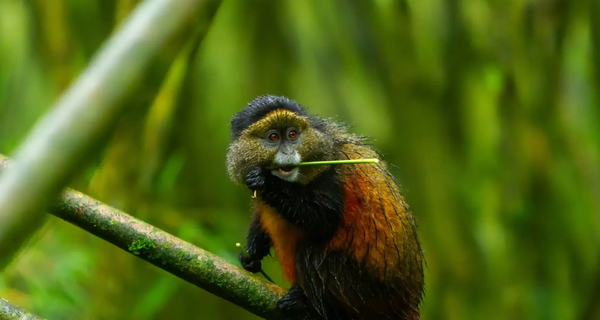 Golden Monkeys in the Spotlight on World Monkey Day