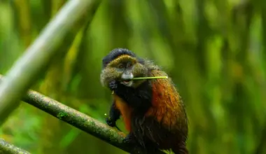 Golden Monkeys in the Spotlight on World Monkey Day