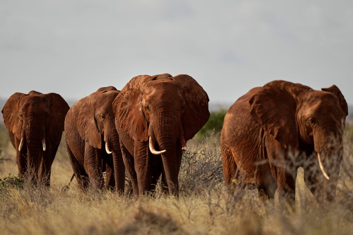 Protests in Kenya as elephants kill four people in just one week