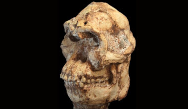 'Little Foot' May Be a Whole New Member of Our Family Tree After All : ScienceAlert