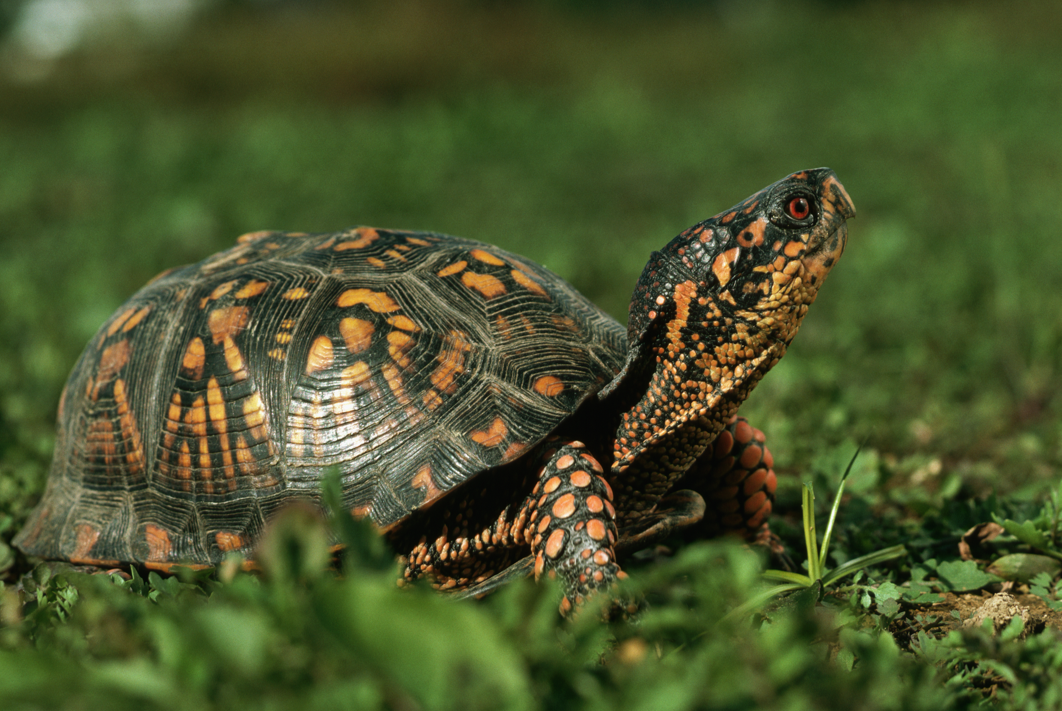 Eastern box turtle walking on grass.