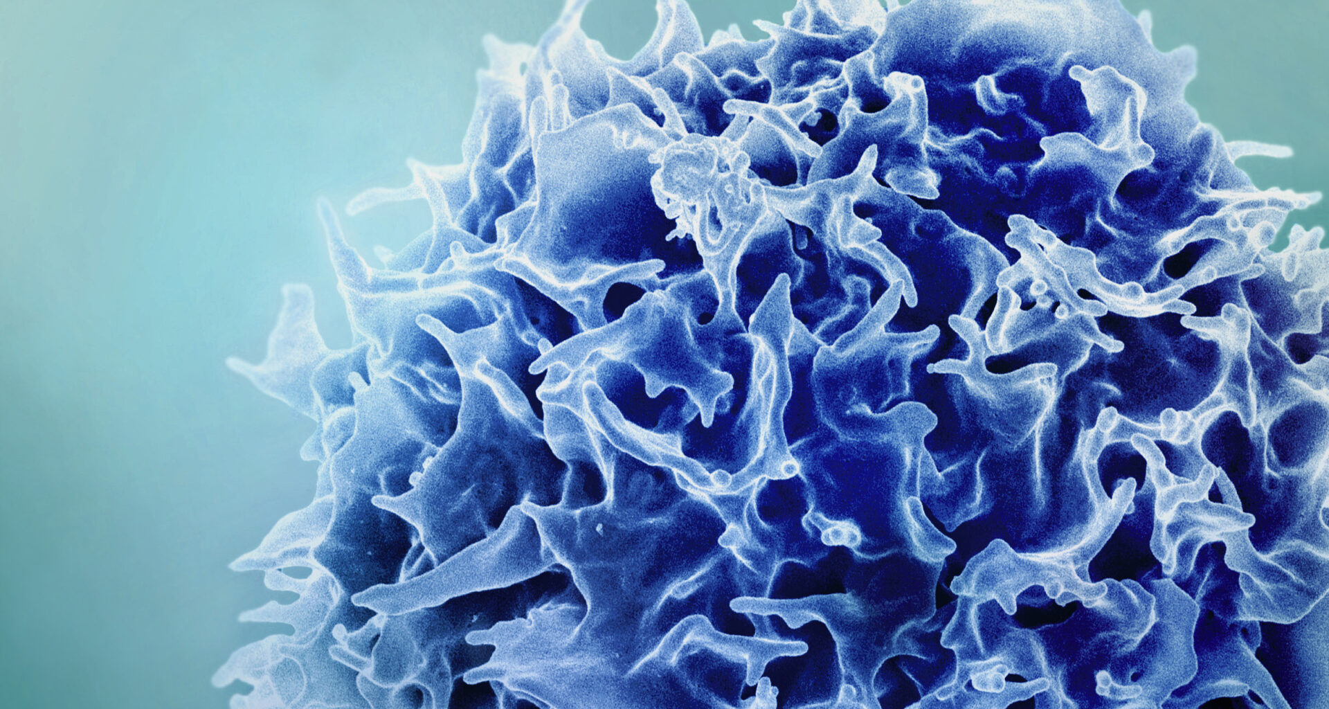 New study suggests a way to rejuvenate the immune system | MIT News