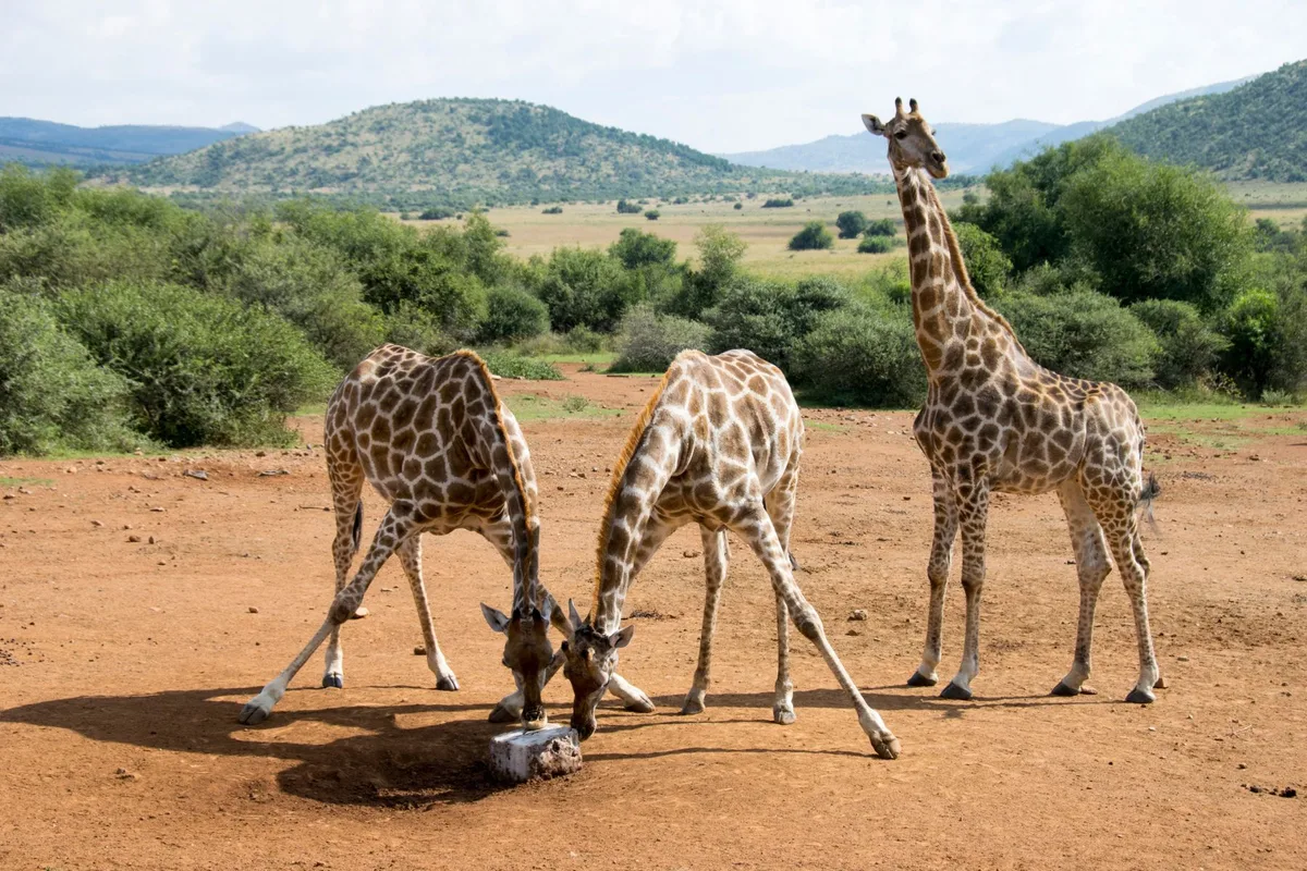 Two giraffes lick a block of salt while another stands nearby