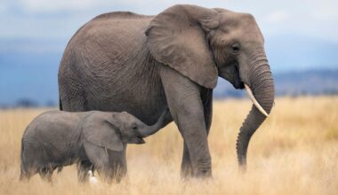 A mother and baby elephant