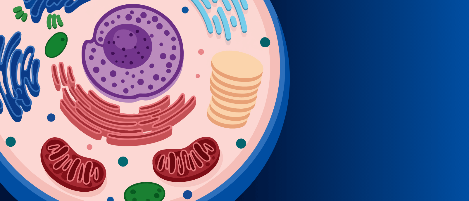 AFM Captures Dynamic Nuclear Pore Complex
