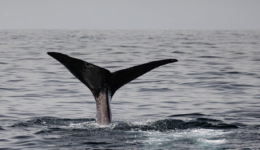 Sperm Whale Off Bali.jpg