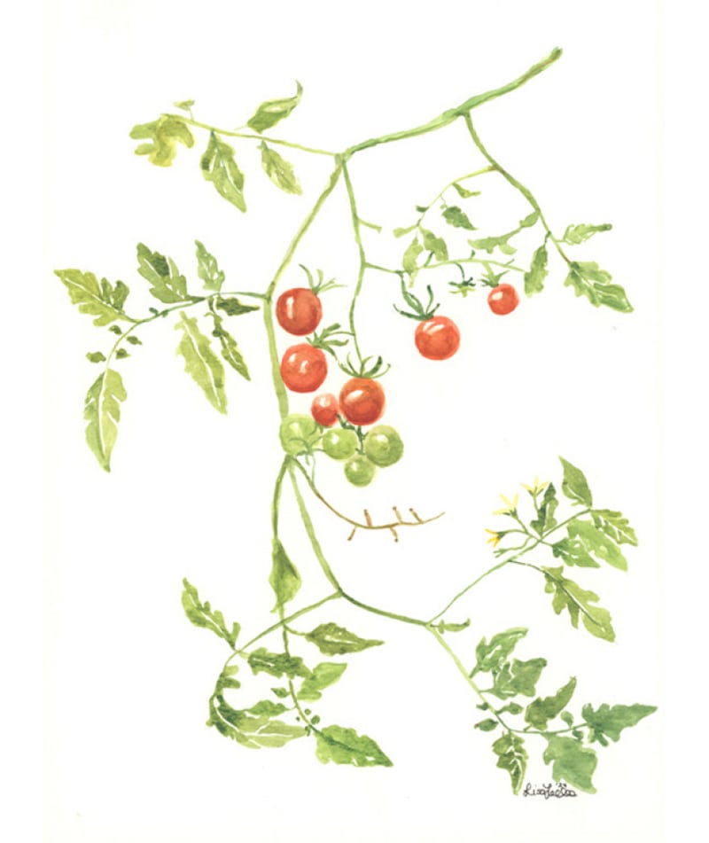 The Miracle Of Round Tomatoes by Lisa Fingleton