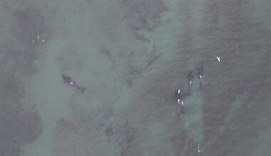 Photo: Center for Whale Research