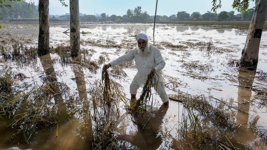 Punjab was hit by one of its strongest floods since 1988, with waters from the Sutlej, Beas and Ravi rivers overflowing which submerged stretches of farmland and villages and caused severe destruction to not just its people  but also to crops and cattle.(PTI)