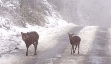No white Christmas, but conditions are expected to stay dry into the new year – The Irish Times