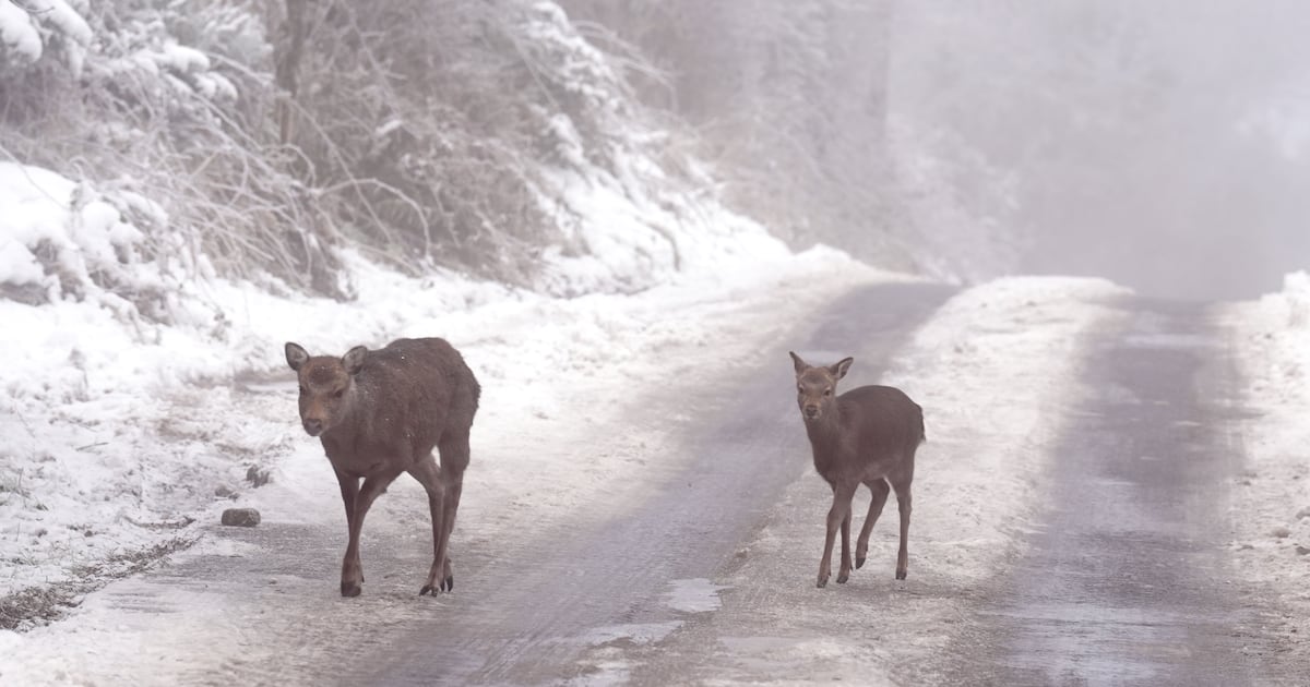 No white Christmas, but conditions are expected to stay dry into the new year – The Irish Times