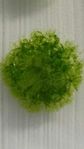 Earth organism in space