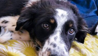 Rescue dog back in Clare shelter after being ‘unable to cope’ with Dublin city life