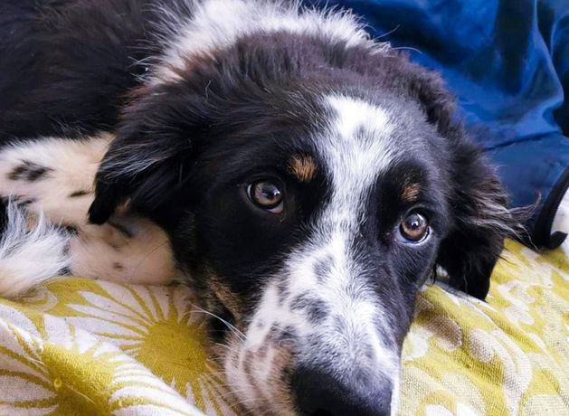 Rescue dog back in Clare shelter after being ‘unable to cope’ with Dublin city life