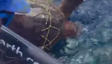 Rowing team crossing Atlantic Ocean stops to rescue sea turtle