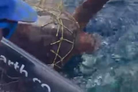 Rowing team crossing Atlantic Ocean stops to rescue sea turtle