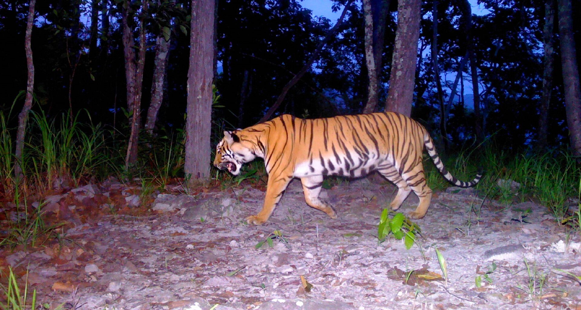Hope for tigers grows as Thailand safeguards a key link in their habitat