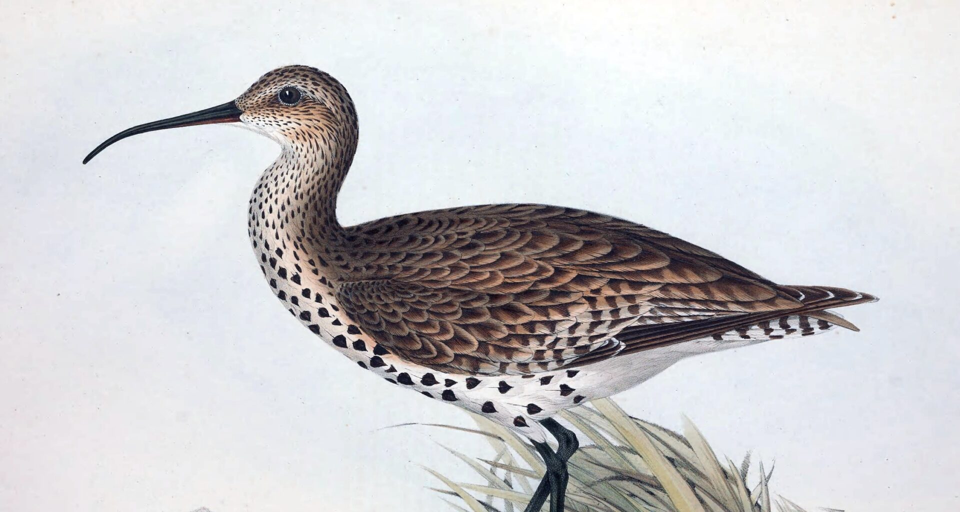 A look back at some of the species we lost