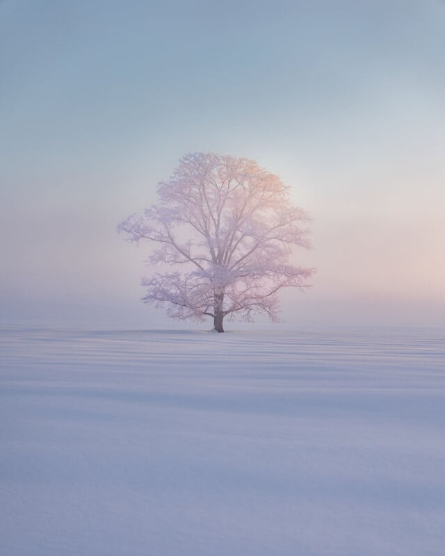 A lone tree stands in the middle of a snowy field, bathed in soft pastel light with mist in the background and a clear, pale blue sky above.