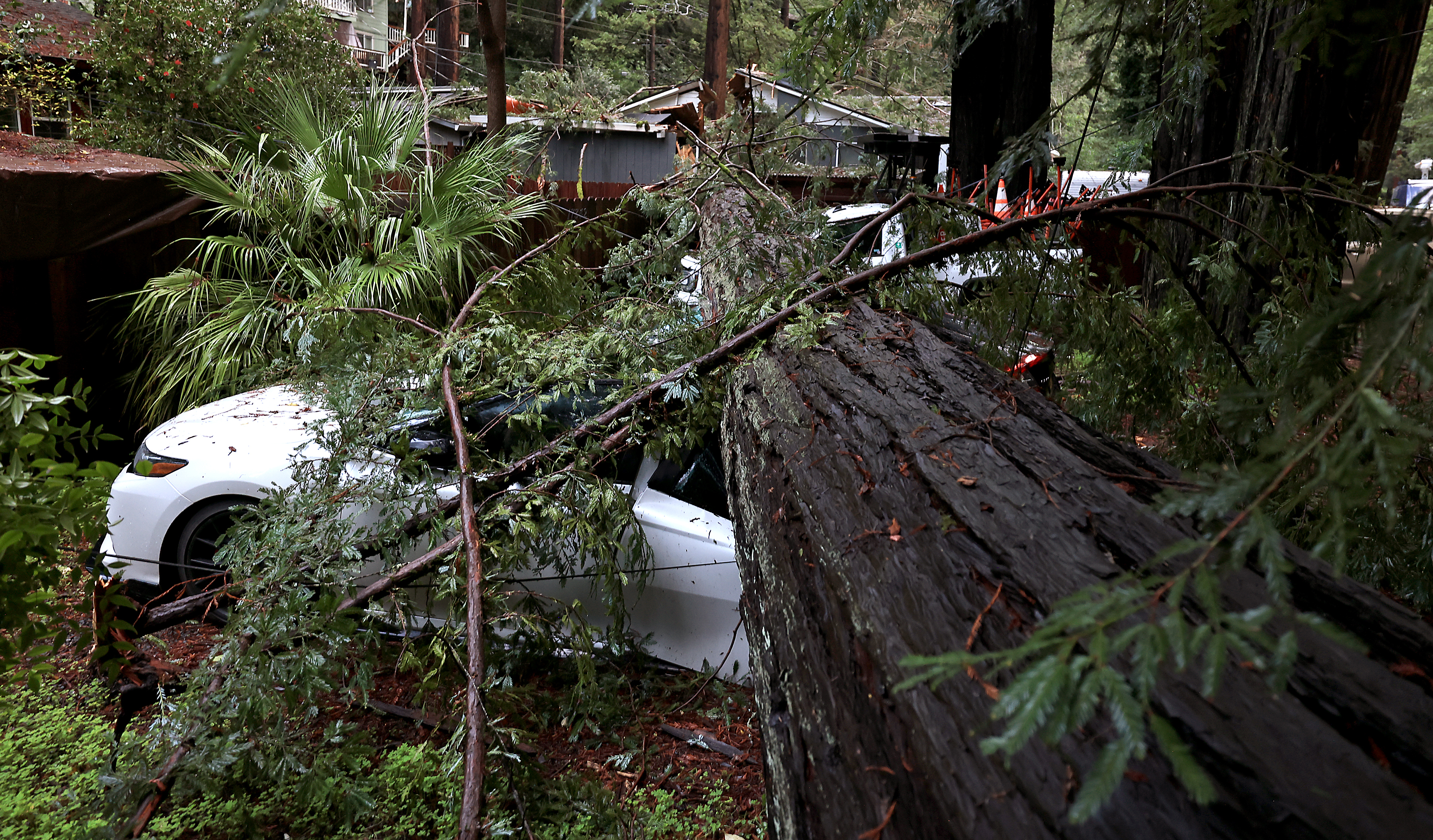 A redwood tree crushed three vehicles and a home after...
